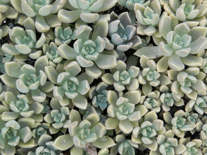 Граптопеталлюм (Graptopetalum)