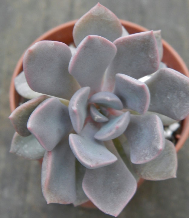 Graptoveria 'Debbie'