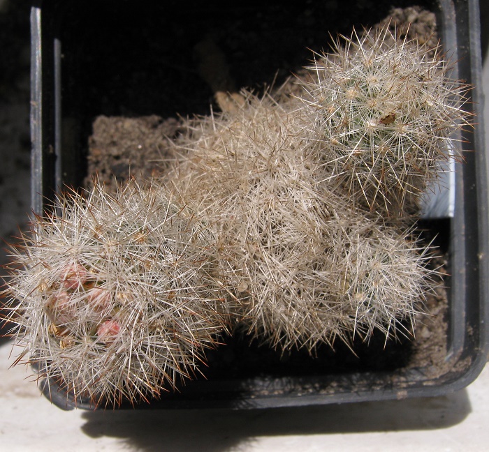 Escobaria dasyacantha