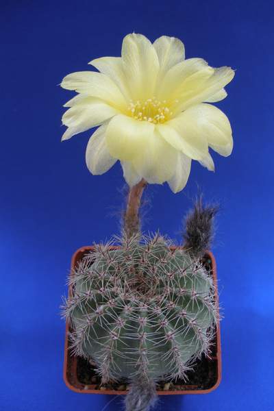Echinopsis aurea
