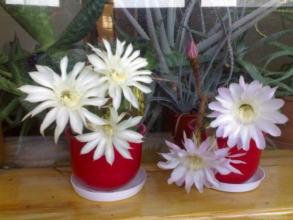 Echinopsis hybr. 
