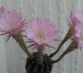 Echinopsis hybr.
