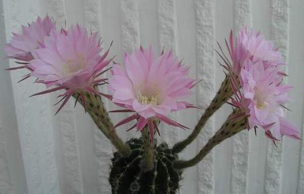 Эхинопсис (Echinopsis Zucc.)