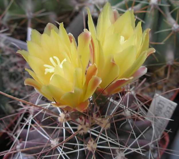 Ferocactus (Hamatocactus) longihamatus