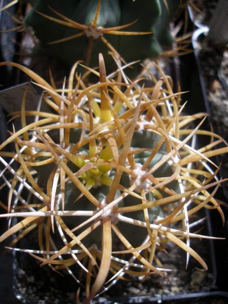 Ferocactus chrysacanthus (молодое растение)