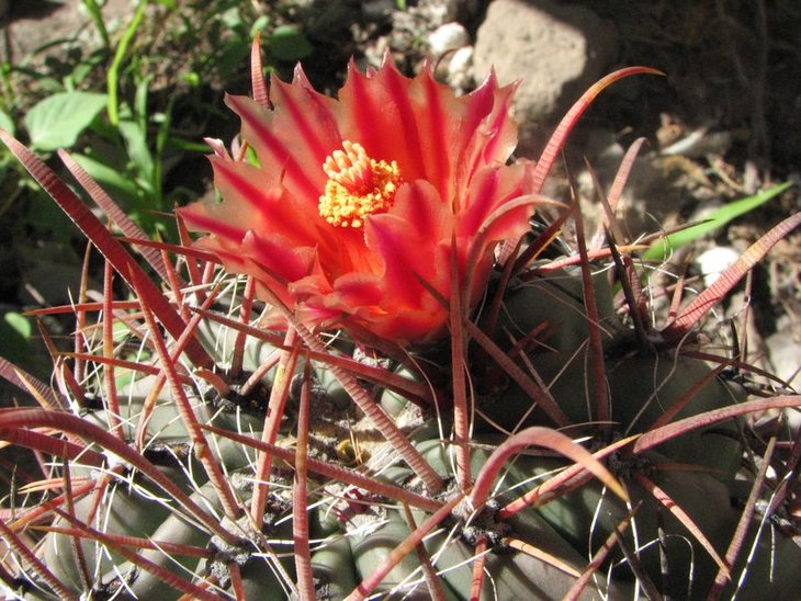 Ferocactus gracilis v. coloratus