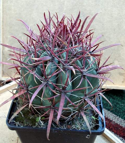 Ferocactus gracilis
