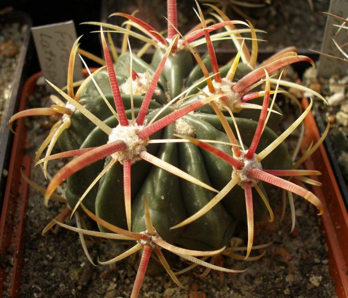 Ferocactus latispinus