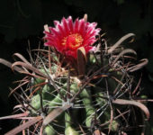Ferocactus recurvus
