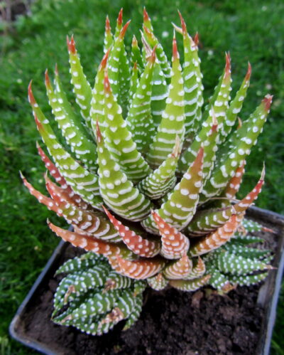 Haworthia reinwardtii peddiensis.