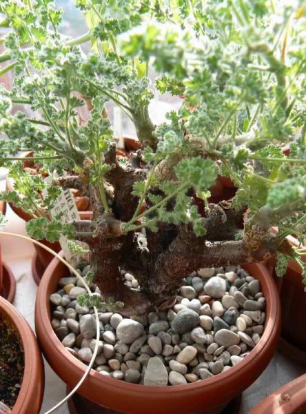 Pelargonium alternans