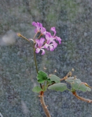 Pelargonium caylae