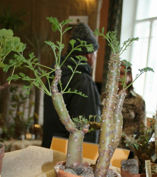 Pelargonium crithmifolium