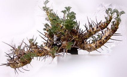 Sarcocaulon herrei