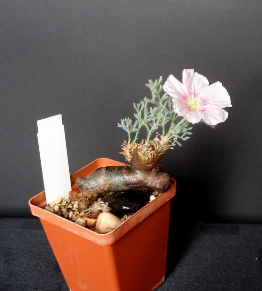 Sarcocaulon multifidum