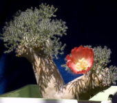 Sarcocaulon peniculinum