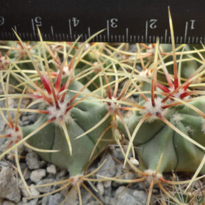 Ferocactus hystrix LM384 | 38