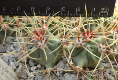 Ferocactus hystrix LM384