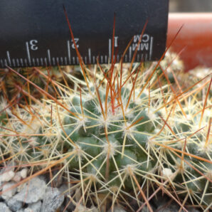 Mammillaria apozolensis v. saltensis L1045