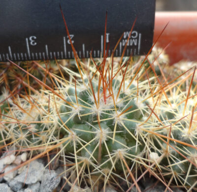 Mammillaria apozolensis v. saltensis L1045