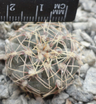 Gymnocalycium erinaceum v. paucisquamosum JPR 95 - 192 / 582
