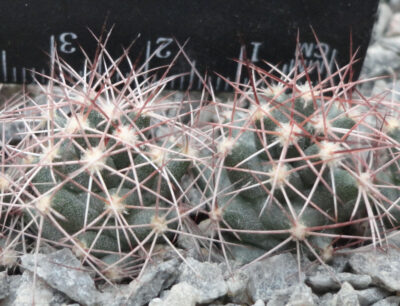 Coryphantha macromeris ZRI191/08