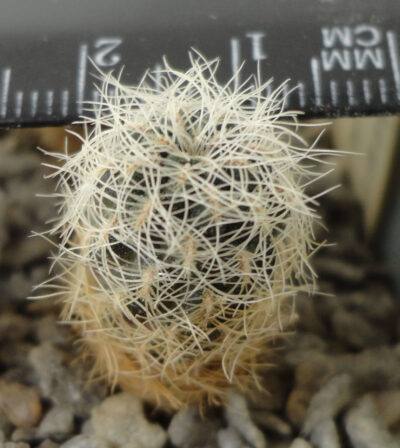 Sulcorebutia hertusii ssp. aureicapitata LH893