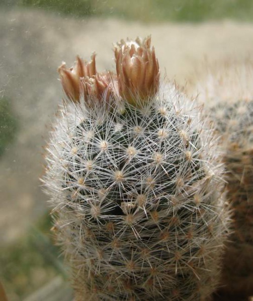 ESCOBARIA dasyacantha