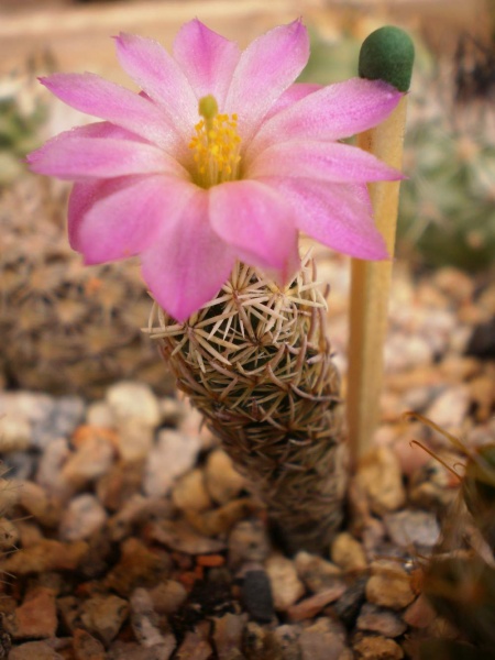 ESCOBARIA minima