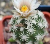 Escobaria abdita