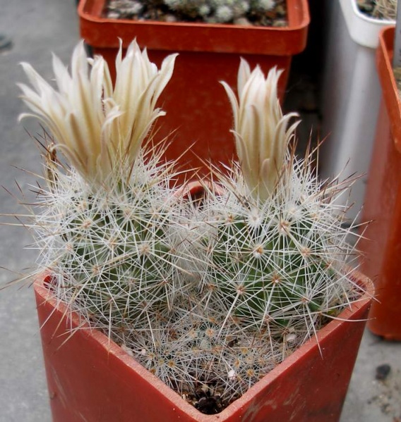 Escobaria emskoetteriana