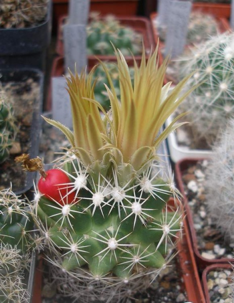 ESCOBARIA missouriensis