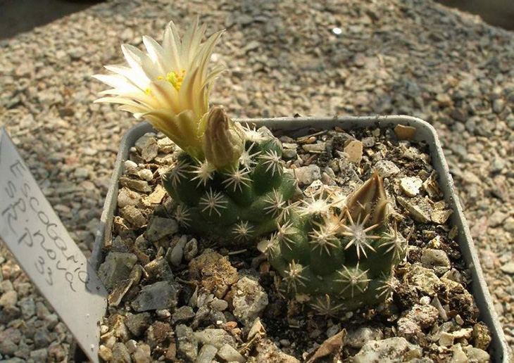 Escobaria sp. nova RP 33