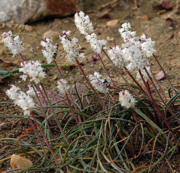 Lachenalia contaminata