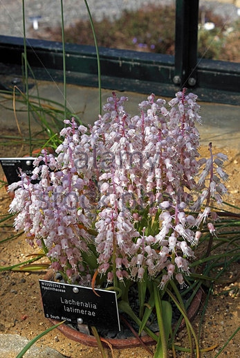 Lachenalia latimerae