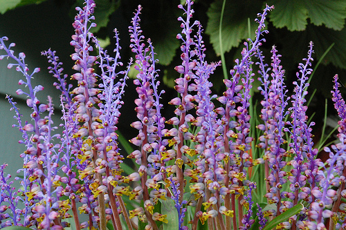 Lachenalia mutabilis