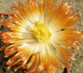 Цветок Pleiospilos nelii