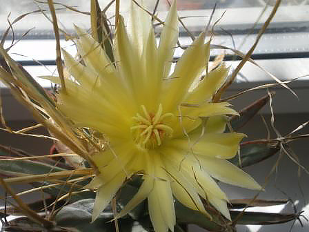 Цветок Leuchtenbergia principis