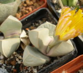 Цветущая Lapidaria margaretae