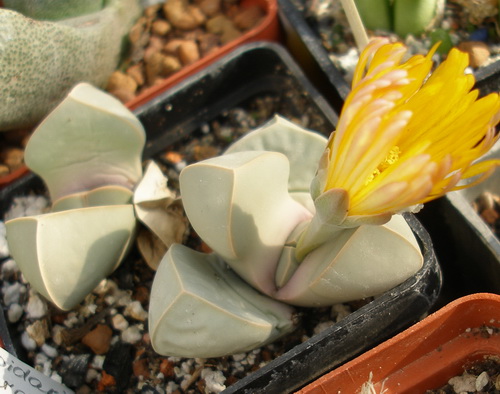 Церохламис (Cerochlamys) и Лапидария (Lapidaria)