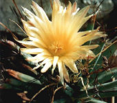 Цветущая Leuchtenbergia principis
