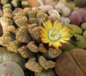 Titanopsis hugo-schlechteri