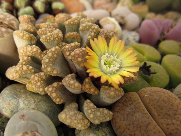 Алоинопсис (Aloinopsis) и Титанопсис (Titanopsis)
