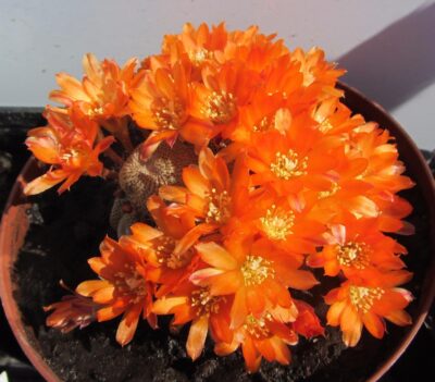Aylostera heliosa - Зображення 2
