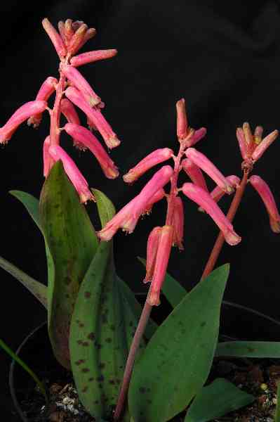 Lachenalia rubida