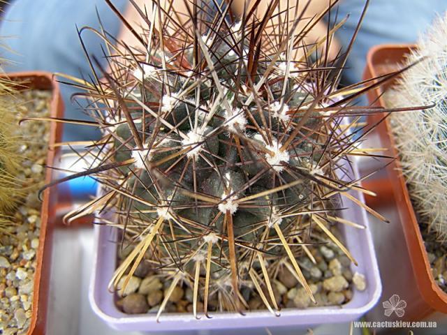 Ancistrocactus brevihamatus