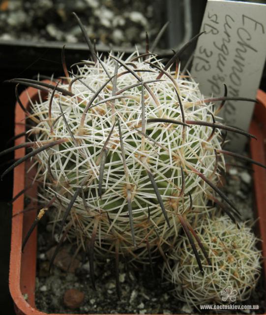 Echinomastus unguispinus