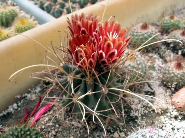 Glandulicactus uncinatus v. wrightii