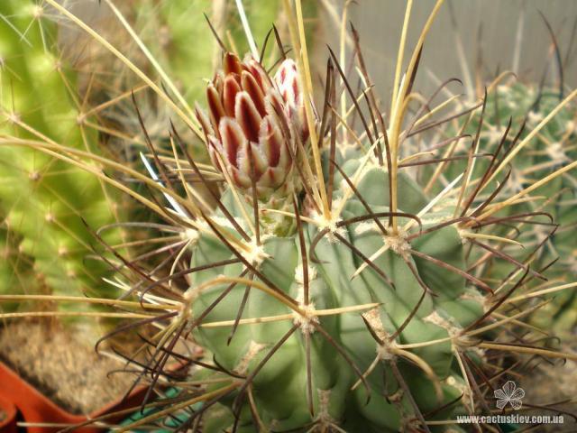 Склерокактус (Sclerocactus)  Часть I