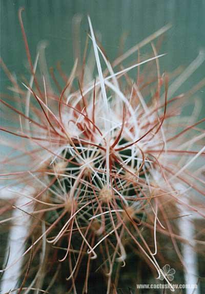 Sclerocactus polyancistrus SB 1773